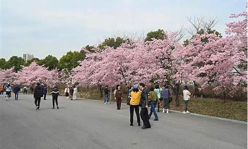 顾村公园 樱花 2021开了吗_顾村公园樱花节介绍