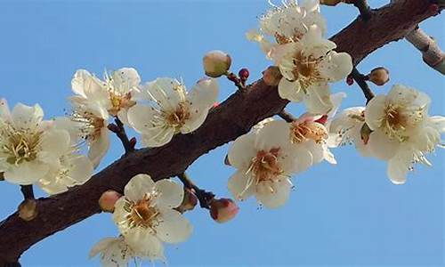 香雪公园青梅什么时候摘,香雪公园梅花几月份开花