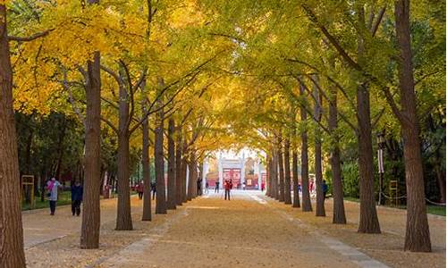 北京地坛公园银杏大道,地坛公园 银杏大道