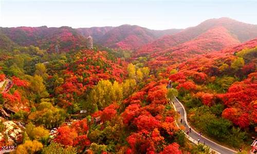 山东旅游景点红叶谷图片_山东旅游景点红叶谷