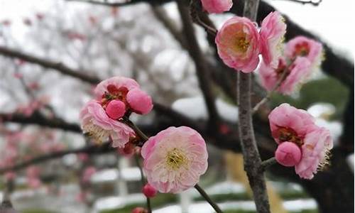 红梅公园梅花什么时候开,红梅公园2021梅花节什么时候