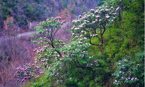 木王杜鹃山庄酒店_木王森林公园杜鹃花什么时候开