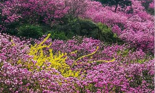 青岛清明节适合去哪里旅游,青岛清明节旅游攻略