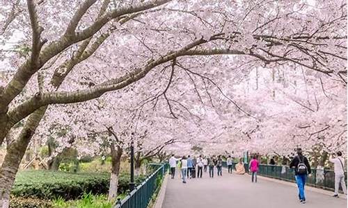 青岛中山公园樱花节是几月几日-青岛中山公园樱花几月开