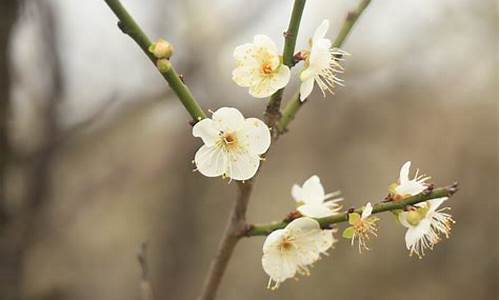 萝岗香雪公园梅花开了是什么意思-萝岗香雪公园梅花